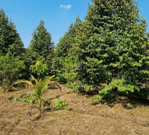 Cần bán 3200m2 vườn sầu riêng xã Phú Đức huyện Châu Thành Bến Tre giá 1.2tr/m2
